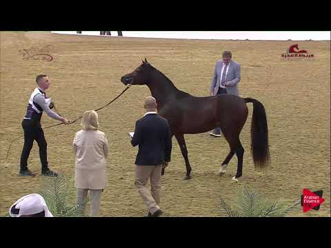 N 2 JALMOOD UMM ALUDHAM   2019 Al Shaqab Arabian Horse Show Festival   Colts 2 Years Old Class 1A