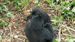 preview picture of video 'Gorilla Tracking - Bwindi - Babies playing, Dad Saunters by'
