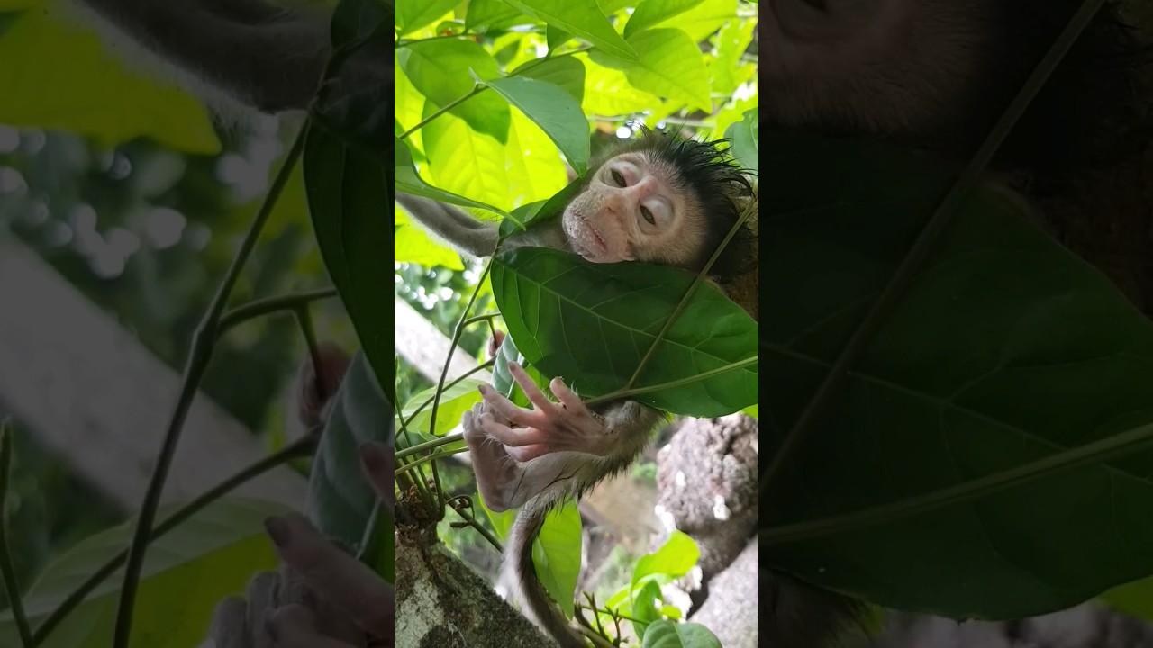 monkey trap - primates #shorts