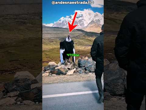 Этот кондор ждал его на горе 😱 #ytshorts