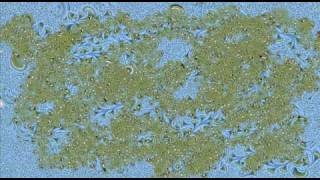 Matisyahu — We Will Walk