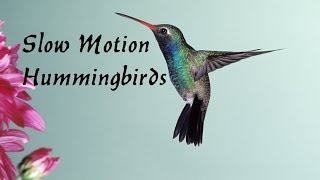 preview picture of video 'Slow Motion Humming Birds With GoPro Hero 3 Black Edition'