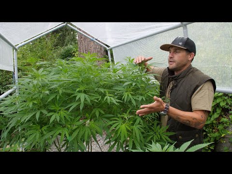 Outdoor Home Grow Ep 3 - Transition Your Cannabis Plants To Flowering