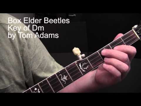 Box Elder Beetles - Tom Adams banjo lesson