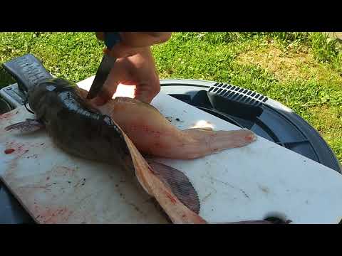 How To Fillet Catfish The Easy Way