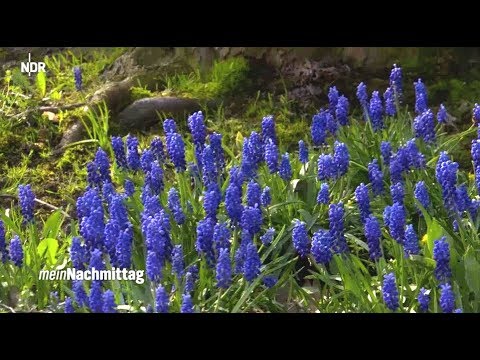 NDR My Afternoon – Blue Spring Flowers