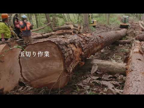 滝沢演習林　玉切り作業