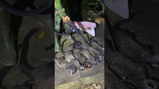 Download lagu Hasil berburu musang pandan sebanyak ini😱 mp3 Download lagu Hasil berburu musang pandan sebanyak ini😱 mp3