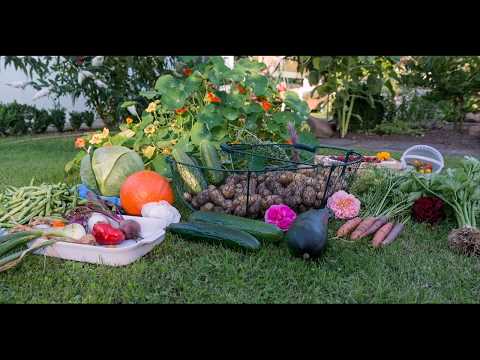 Vegetable garden hashtags