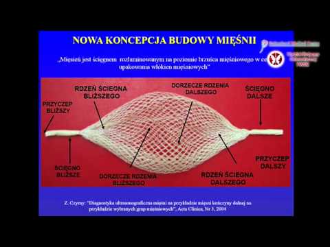 Jak rozgrzać mięśnie szyi Top mięśnia piersiowego