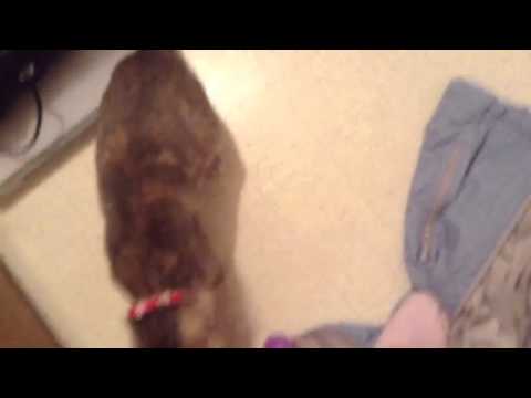 Cosette's Introduction