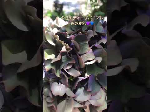 アジサイ、バラの茂み、グランドカバー、ツリーガーデンの足元にどんな植物を置くべきですか