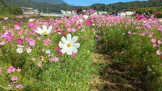 20251011 長崎県 佐世保市  三川内コスモスロード 20万本