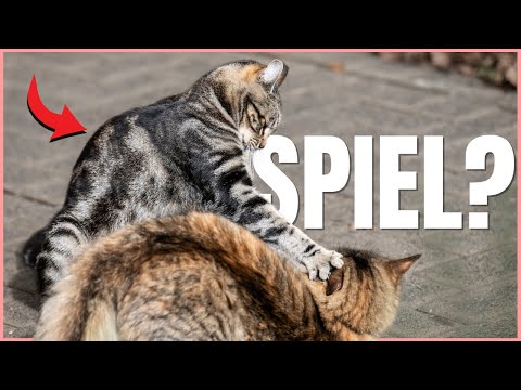 Play or fight? This is how you can tell in cats 💡
