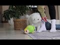 Samoyed dogs for sale: Poppy - Video 1