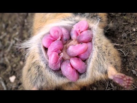 100 Craziest Animal Births Caught on Camera