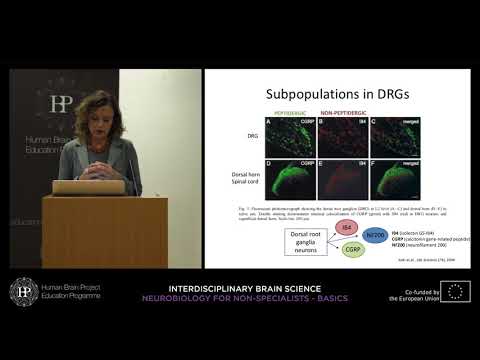 Lecture 7: Serena Quarta - Nociceptors and perception of pain