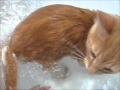 Jinxi Takes A Bath