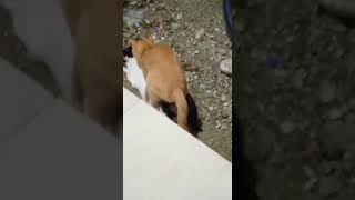 Download lagu Story wa Kucing Sad mp3