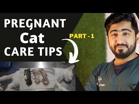 Pregnant Cat Questions || Cat Pregnancy: Everything You Need to Know Part - 1 || Animalia Dot Pk