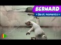 Bernard Bear Handy Berni Best Moments