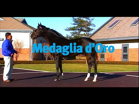Medaglia d'Oro - the best in the US!