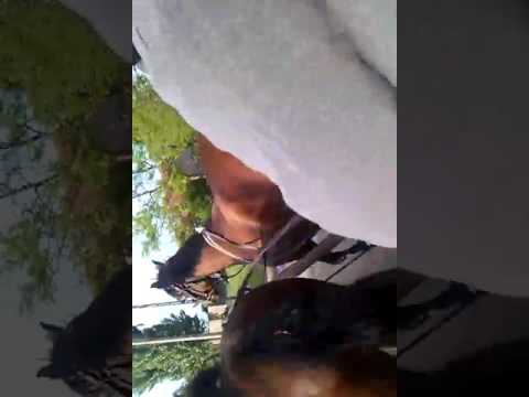 Caii de la Valea Ciorii💋