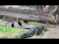 Disney S Animal Kingdom S Kilimanjaro Safari Nile Crocodile W Black Headed Vultures In Area 4 8 25