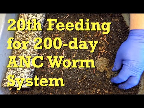 200-day ANC worm bin's 20th & maybe last feeding - vermicompost