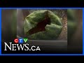 Montrealer Surprised Over Exploding Watermelons