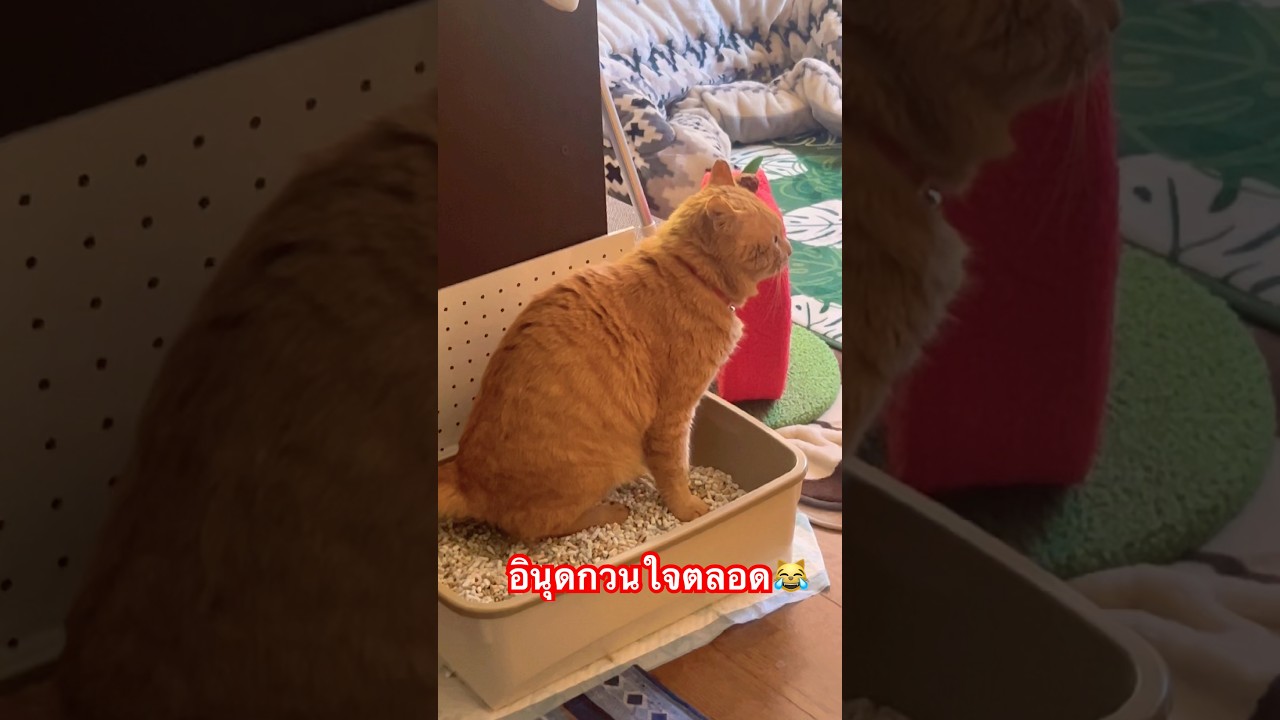 ห้ามกวน😹 #pets #ทาสแมว #funny #แมว #cutecat