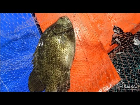 EP815-P2 - Day 3 of Tuna Series