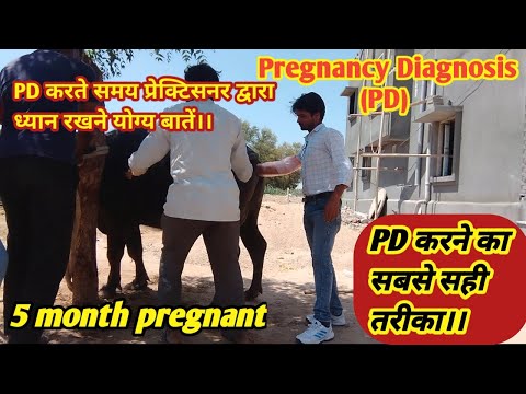 PD (pregnancy Diagnosis) करने का सही step wise तरीका ।। #veterinary #animals @animaltreatment767