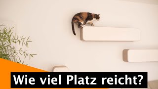 Kleine Wohnung mit Katze? Tierarzt gibt Tipps