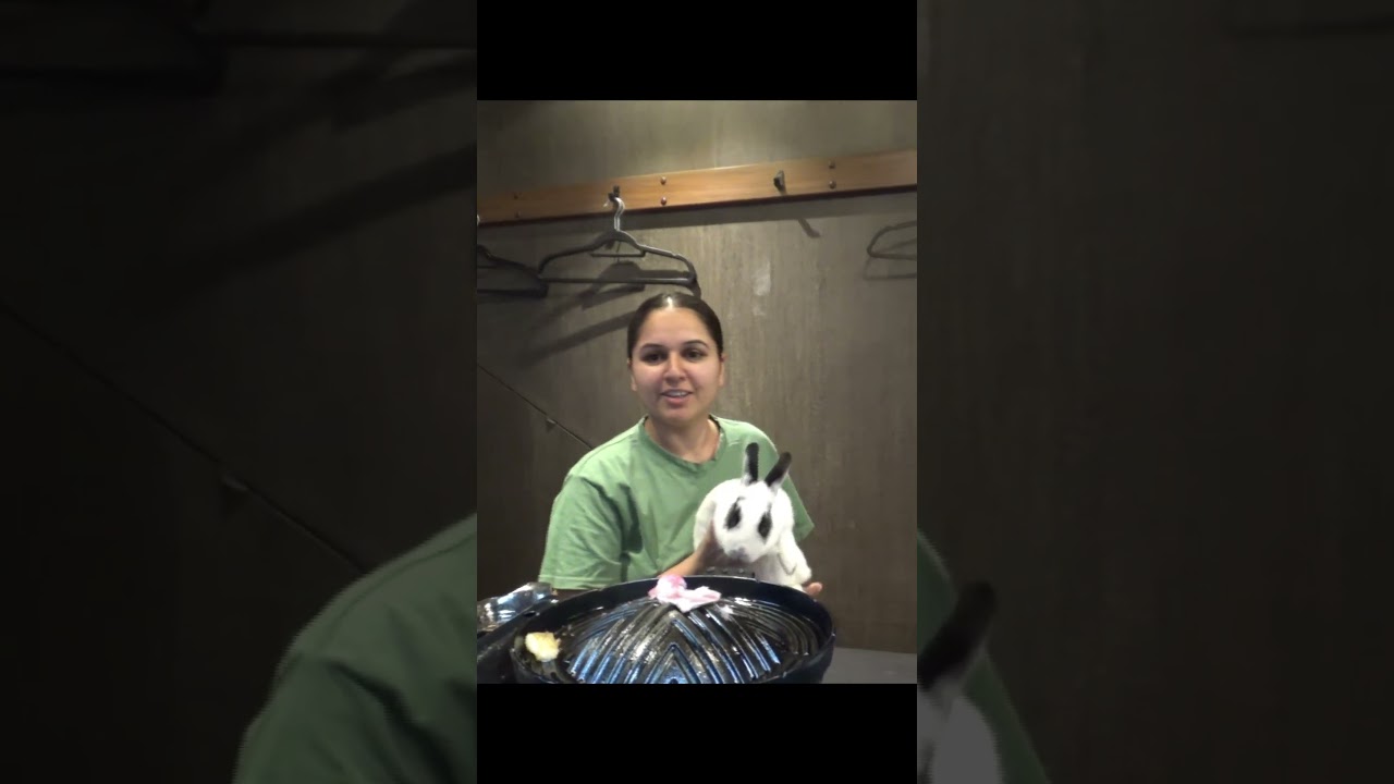 モナリザとウサギ