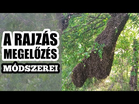 mely parazitáknak fáj a gyomruk