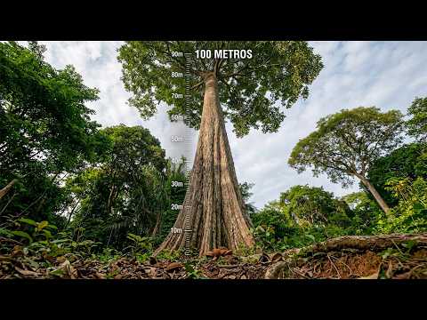 ESSE É O TAMANHO REAL DE UMA CASTANHEIRA NO MATO GROSSO