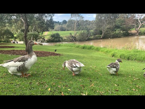 The Nook National park Sunbury Australia places to visit