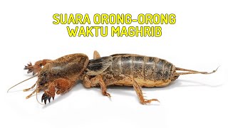 Download lagu Suara Orong-orong Waktu Maghrib, Senja Hari mp3