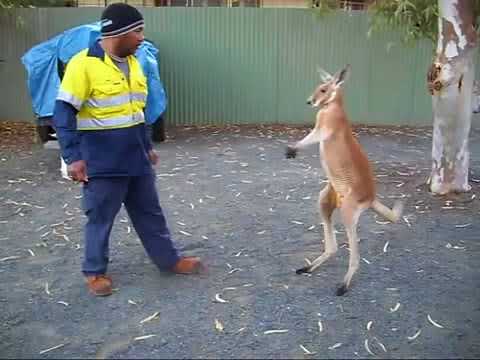 kangaroo pierdere în greutate