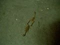 Scorpion Courtship Dance