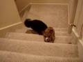 Koira auttaa koiraa portaissa