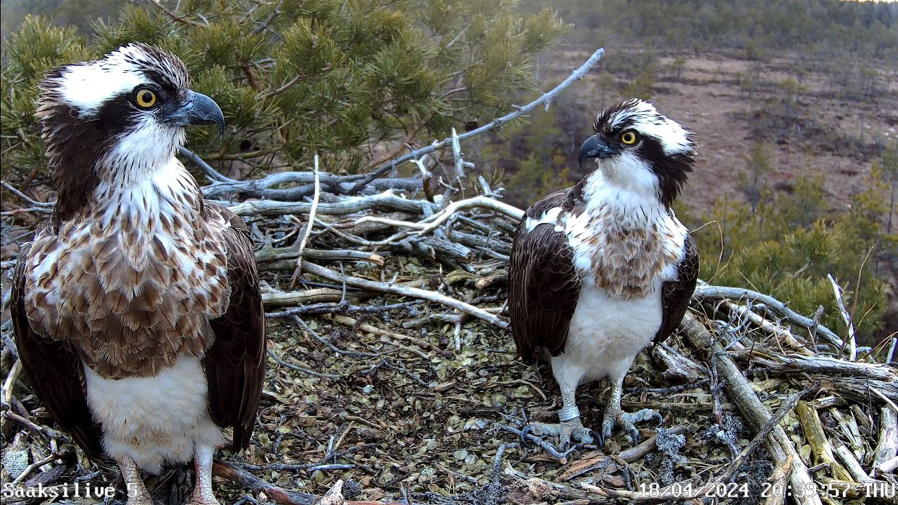 Live webcam view of Nido de Águila Pescadora en Bosque Boreal