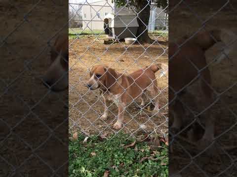 Bobby, an adopted Beagle in Pulaski, TN_image-1