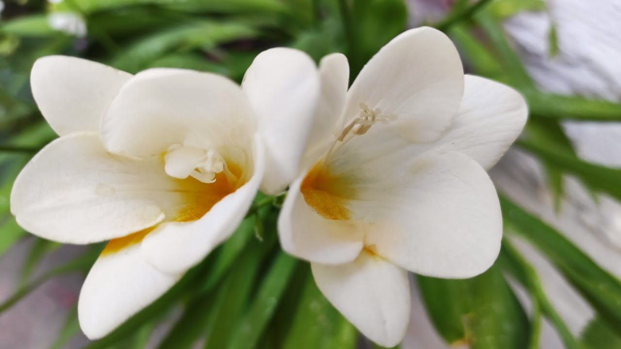 Fresias: Una Maravilla Floral que Requiere Cuidados Especiales