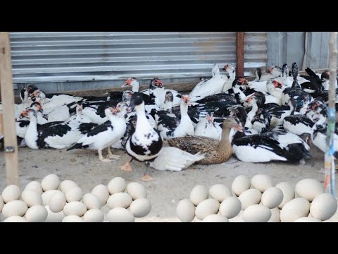 How To Start A Successful Duck Farm With Less Capital | All You Need To Know #farming #ducks