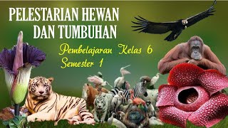 Download lagu VIDEO PEMBELAJARAN IPA KELAS 6 PELESTARIAN HEWAN DAN TUMBUHAN mp3