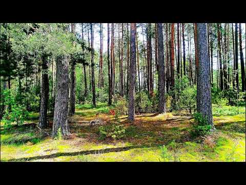 Nature Sounds - Relaxing Bird Sounds 4K - Morning Nature Sounds for Stress Relief