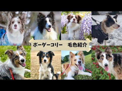 ボーダーコリーの色 -