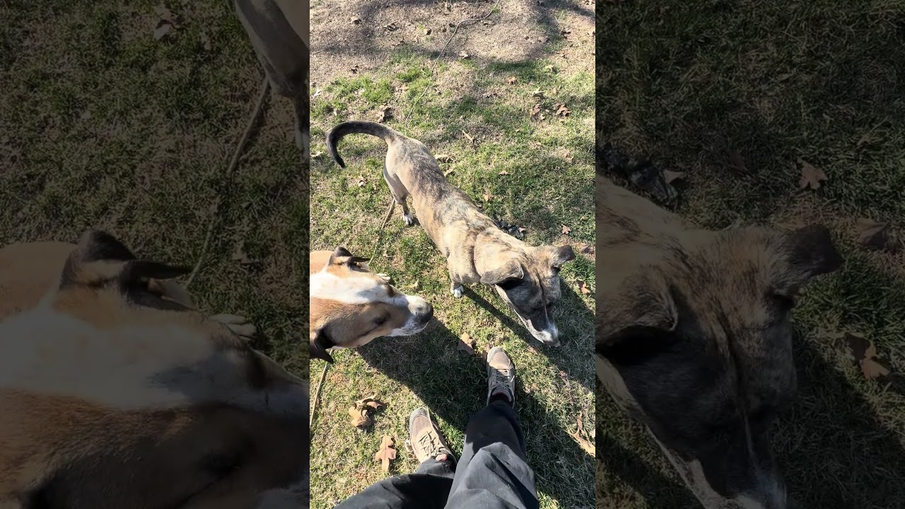 Enlarge Marley - Well behaved girl, a Adoptable mixed breed in Green Ridge, MO video 5/5